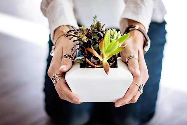 Plant Pot